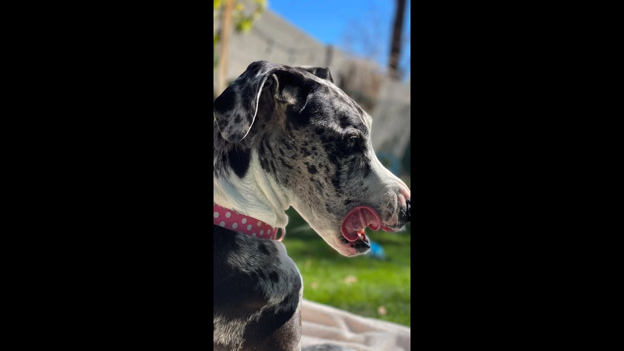 Rhea Snow GoFundme Update 03.14.22 YouTube