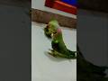 parrot sound #shortvideo #viral #youtubeshorts #ytshorts #youtube #viralvideo #love