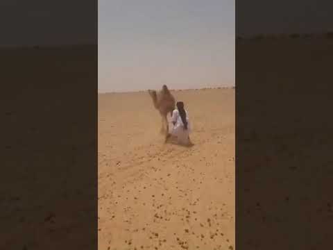 عربي في بلاد شنقيط مازال يعرف طرق الإبل وأحوالها