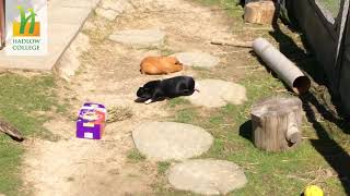 Animal Management Enrichment Clips May 2020