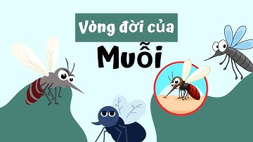 Vòng Đời Của Muỗi Bao Nhiêu Ngày? Cùng Khám Phá Nhé!