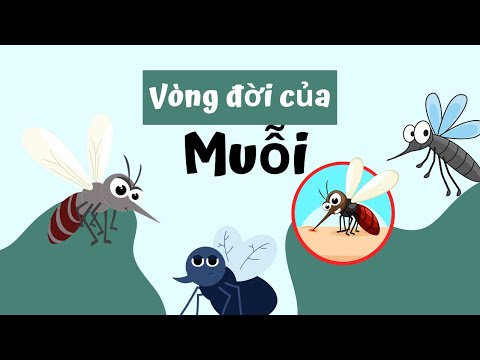 Video: Muỗi vằn sống được bao lâu? Môi trường sống