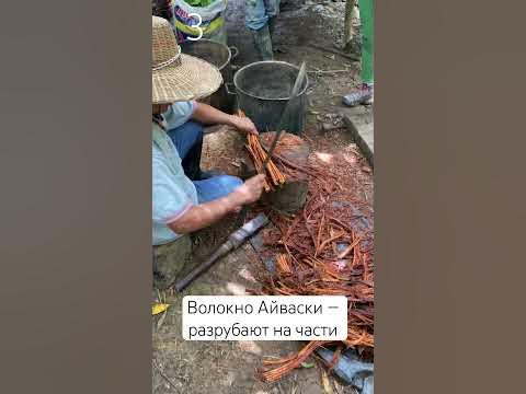 Как делают Айваску в Джунглях? #айваска #медицина #перу #путешествие #3 ...