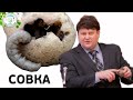 Вредитель СОВКА. Не пропустите сроки обработки от совки.