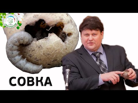 Видео: Борьба с совками в саду: как уничтожить вредителей совок