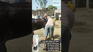 Shine &amp; Clear Horse Shampoo | Real User Feedback &amp; Experience | Unicell Pharma