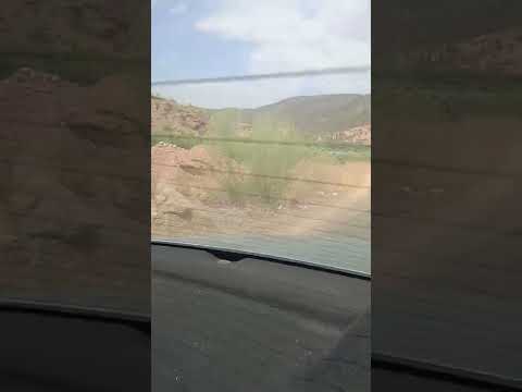 تبارك الله اشجار الزيتون بالعطاوية 