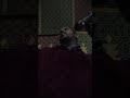 تمر الليالي من تأبين جرارمة بني هلال