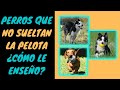 ¿Tu PERRO🐶 NO SUELTA la PELOTA🏐?