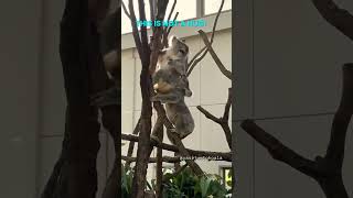 Funny Animal Voiceovers Part:30 🤣 Funny Animal Voiceovers Part:30 🤣