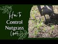 How to control nutgrass - update