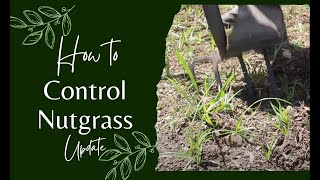 How to control nutgrass - update @iCultivate1