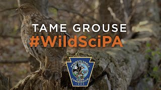 Tame Grouse - #WildSciPA