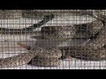 RATTLESNAKE ROUNDUP - Copyright KTUL