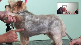 How to Trim Drop Coat Front Legs  Dog Grooming Tips