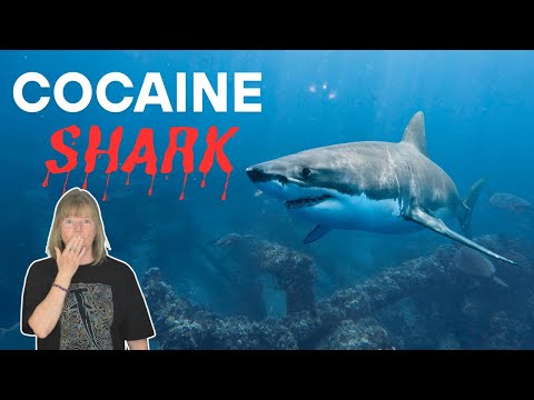 SHARK WEEK 2025: Cocaine in the Ocean – What’s Happening to Our Sharks?