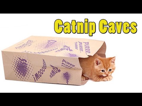 catnip infused paper bag