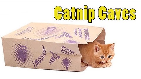 SmartyKat Catnip Caves from Worldwise