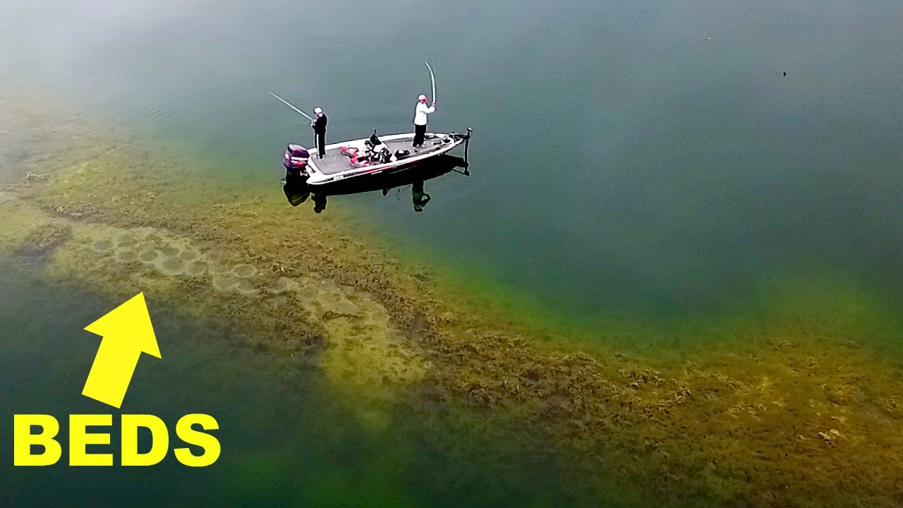 Catching Big Bass in CRAZY Clear Water!!!