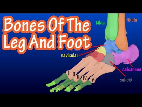 Video: Kokie yra kojos kaulai?
