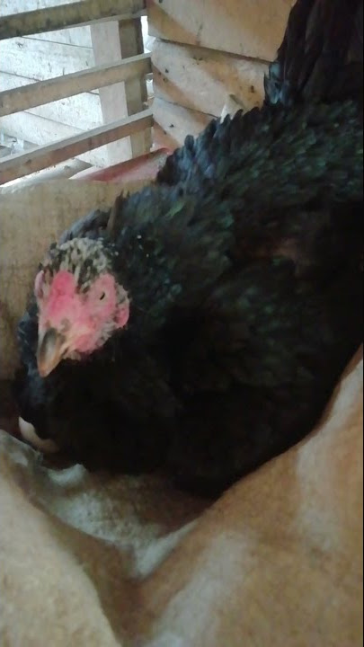 Suara ayam betina Ngeram.. bikin merinding