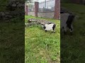 goatdub