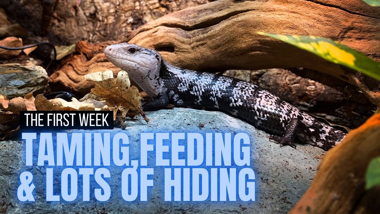 Первая неделя владения синеязыким сцинком | ЧЕГО ОЖИДАТЬ