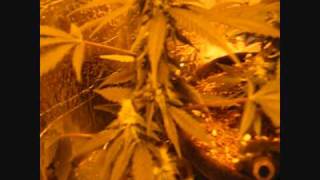 150w hps grow update 2