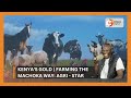  kenyas gold  farming the machoka way agri  star