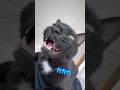 つられてクラッキングしてしまう飼い主