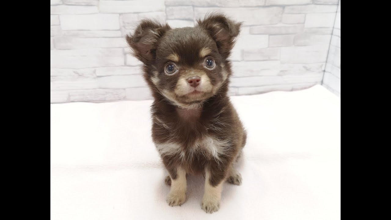 チワワ 生後75日で590g 可愛いすぎるイケメンベイビー マルワンblog ペットショップ マルワン 小さめ子犬 美形な子猫 初心者安心のサポート