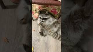 Пора подкрепиться #raccoon #tiktok #shorts #funny #енотик