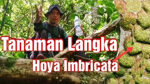 Eksplorasi Flora || Tanaman Langka  Hoya Imbricata