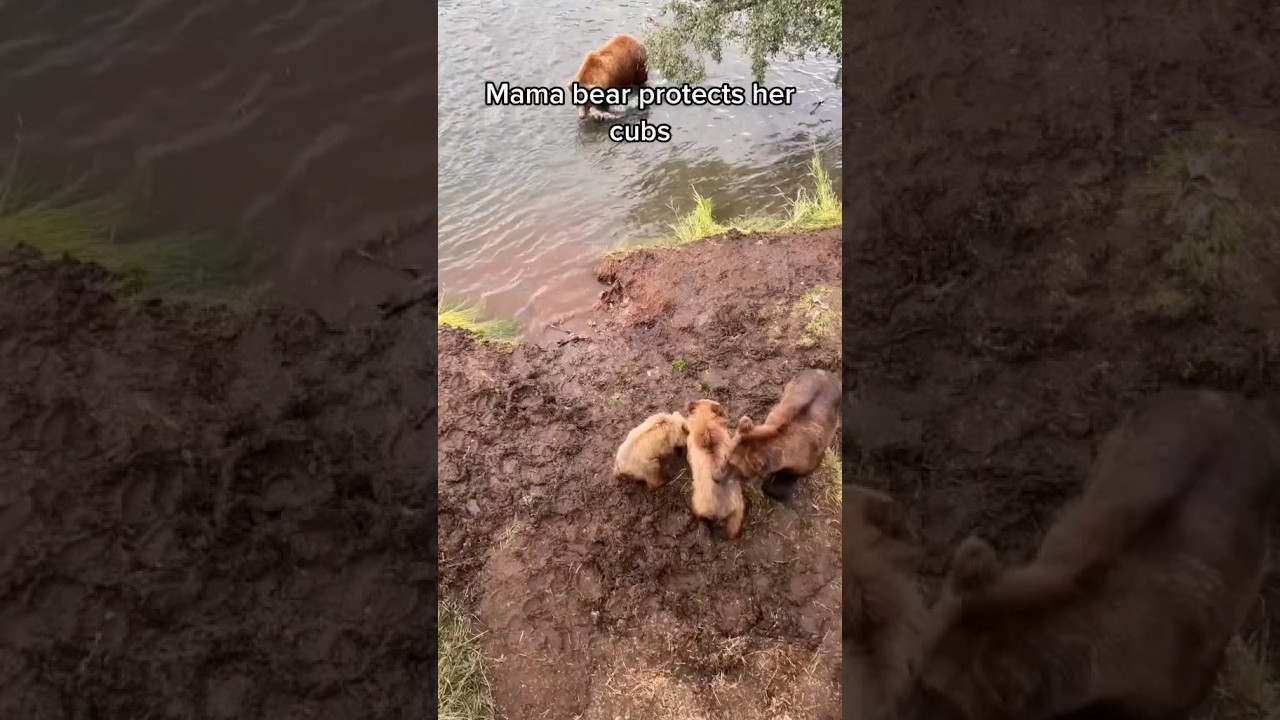 Mama Bear Protects her baby cubs 