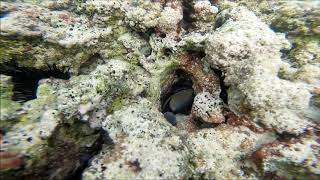 Triggerfish humuhumu