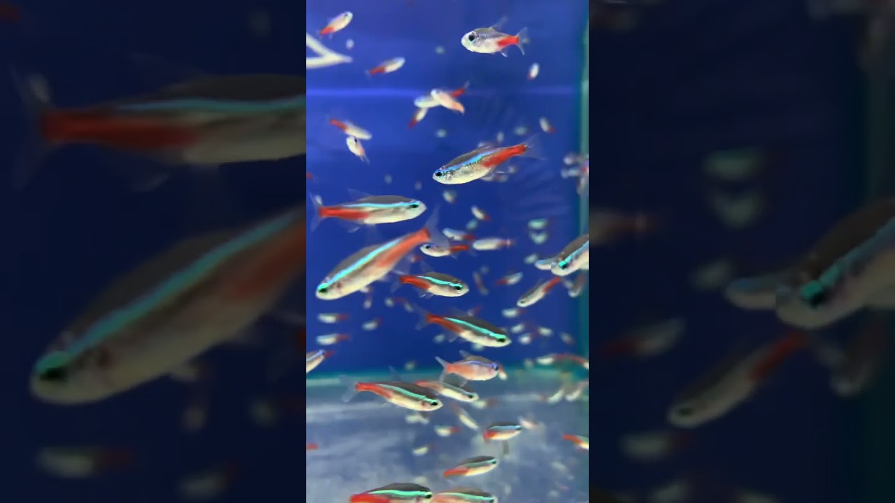 #neontetras