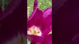 Bu Nasıl Güzel Renk Çok Olan Hiç Birşeyin Kıymeti Olmaz Bir Tane Olan Çok Kıymetlidir