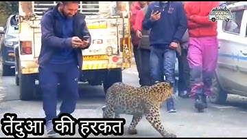 kullu /Leopard in kullu 😱😵 very Dangerous