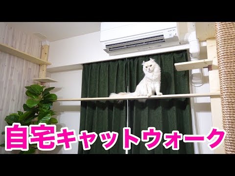 自作キャットウォークの全貌をお見せします。