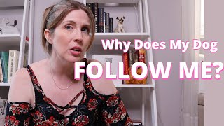 Why Is My Dog Following Me? How Do I Get My Dog To Stop Following Me?