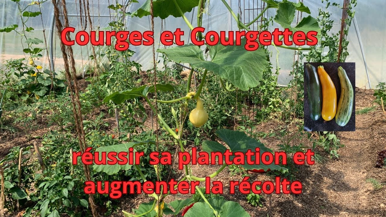 Courges et courgettes réussir sa plantation et augmenter la récolte