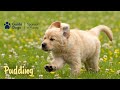 Meet our latest Sponsor a Puppy trainee | Pudding | Accessible Version