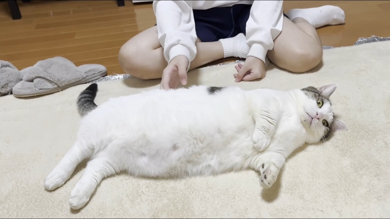 どうぞご自由にお使いください」とお姉ちゃんにお腹を差し出す猫さん
