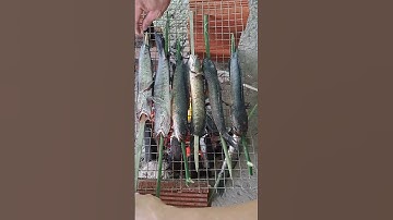 Cá lóc nướng than #food #bahitv #cooking #thaifood #monan #streetfoodcooking #streetfood #amthuc