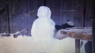 Pandanın Kardan Adamla Komik Mücadelesi