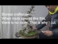 Maple Bonsai repotting. Long version because we explain how to repot.
