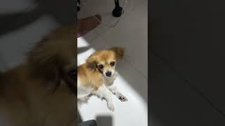 Download Lagu Full below  #puppy  #doglife  #dogsofinsta #dogstagram #kokonidog #ilovepuppuy MP3