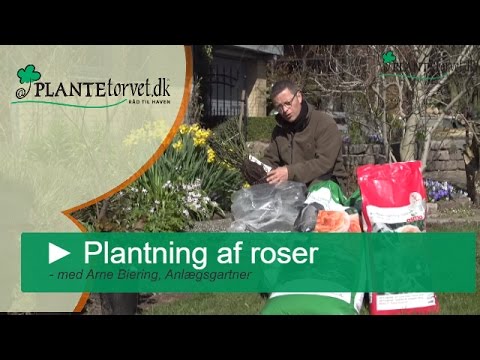 Video: Valget Af Plantemateriale Og Stedet For Plantning Af Roser