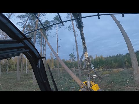 Video: Koivu -sänky: Mikä On Parempi Mäntypeti? Parvi Kerrossänky, Jossa Kaksi Laatikkoa, Toiset