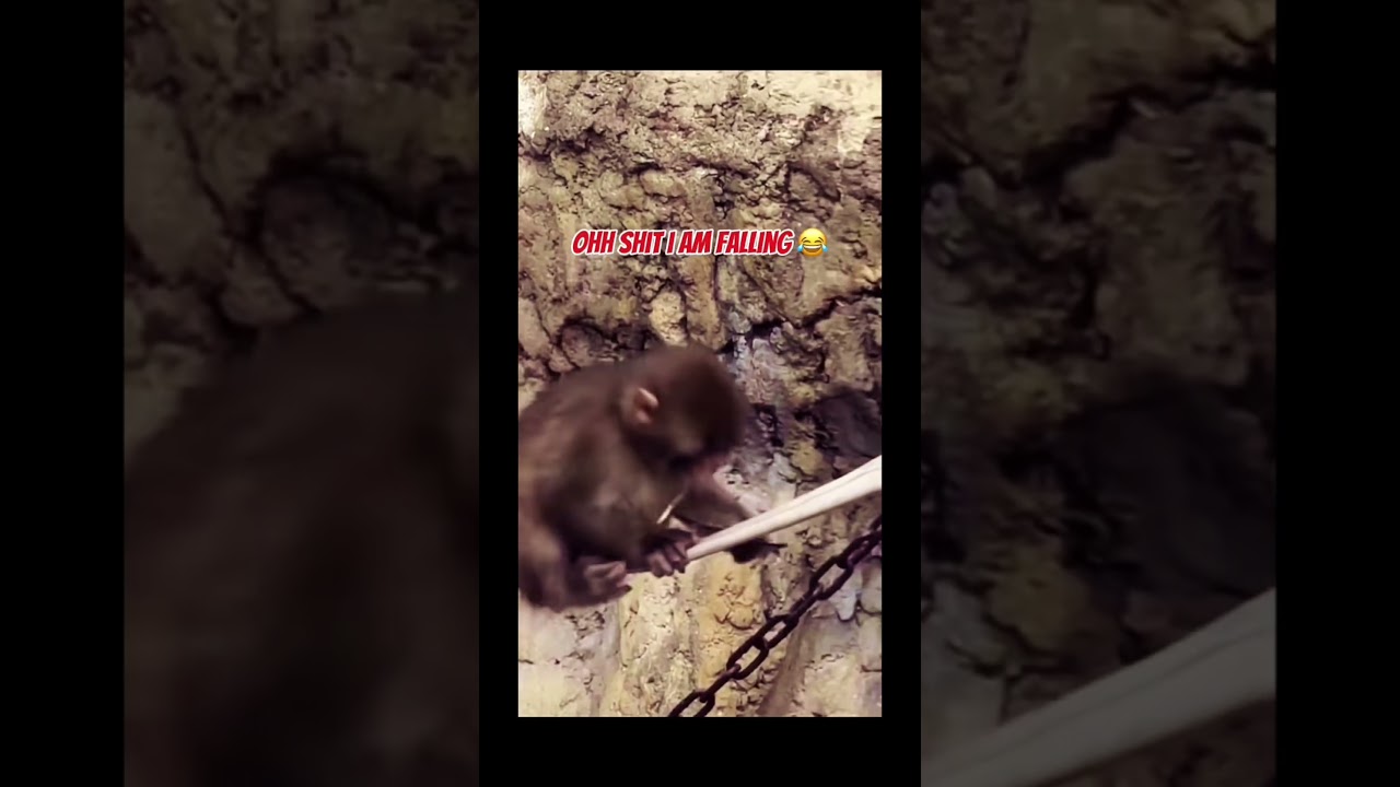 punch is chewing a big stick 😁❤️ #がんばれパンチくん #cute